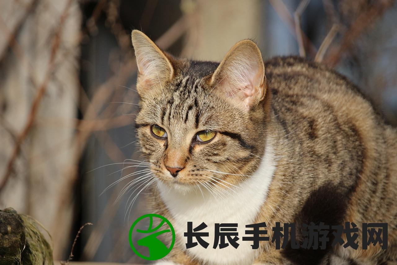 (猫灵相册cg)猫灵相册什么时候出的？全新版本发布时间及功能升级详解