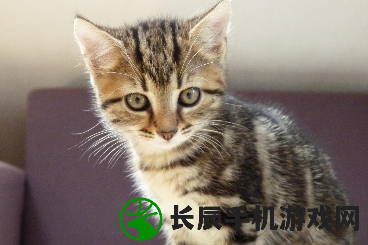 (农村里的猫到底是什么品种,有哪些特点和特征呢)农村里的猫到底是什么品种，有哪些特点和特征？