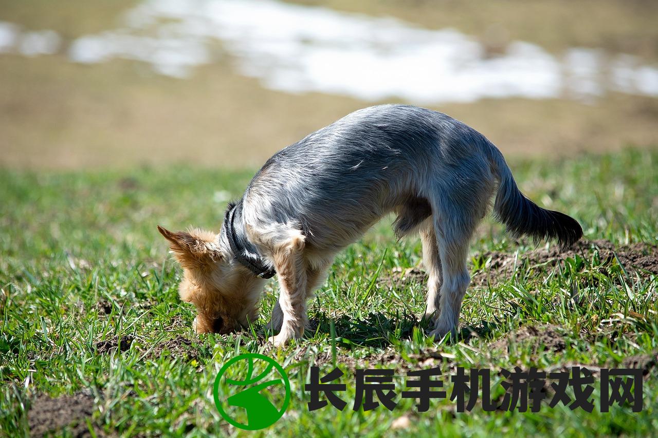 (宠物美女捕捉进化类小说)探索美女宠物进化游戏的奇妙世界，解锁无限可能性